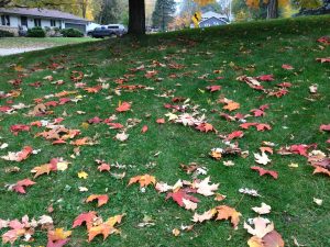 leaves-on-yard