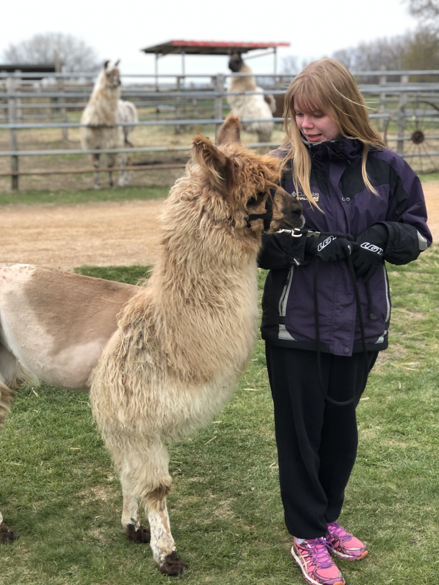 Carlson’s Lovable Llamas, Food Truck and Bazaar at Trinity in Carver